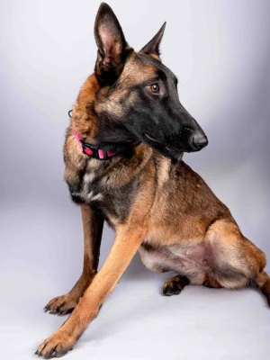 Nana – Furkids by Nagham Nana - Furkids by Nagham