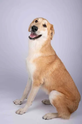 Furkids by Nagham – Saluki, Bentley Furkids by Nagham - Saluki, Bentley
