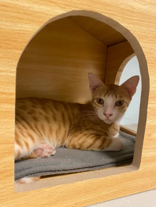 Ruby, an orange tabby cat, lying on a grey mat inside an arched wooden cat house