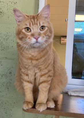 Sam Sam, a large fluffy orange tabby cat, sitting upright on a wooden shelf against a green wall