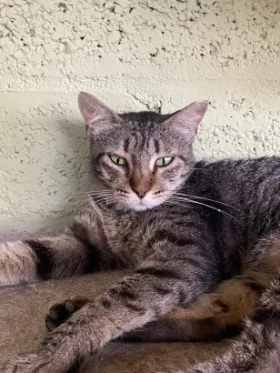 Sofi, a brown tabby cat with green eyes, lying against a textured cream wall