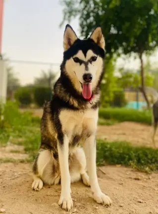 Furkids - Spirit - Huskies