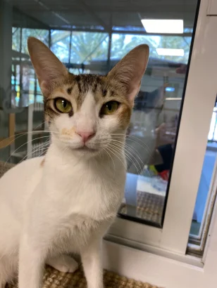 Stella, a small tricolour tabby and white cat, sitting in front of a bright glass door