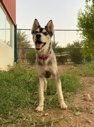 Furkids - Titin - Huskies