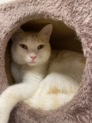 White Tiger, a white and cream cat, curled up inside a soft fluffy dome bed