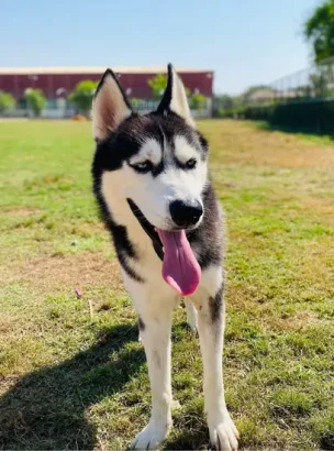 Furkids- Zori - Huskies